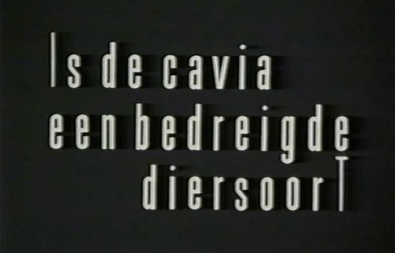 cavia-bedreigde-diersoort-.jpg